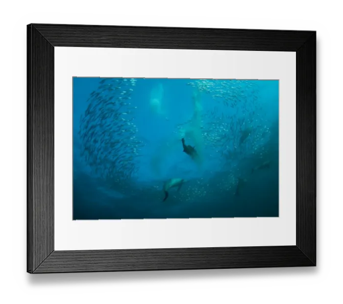 Framed Print : Long-beaked Common Dolphin (Delphinus capensis) and Cape Gannet (Morus capensis) adults
