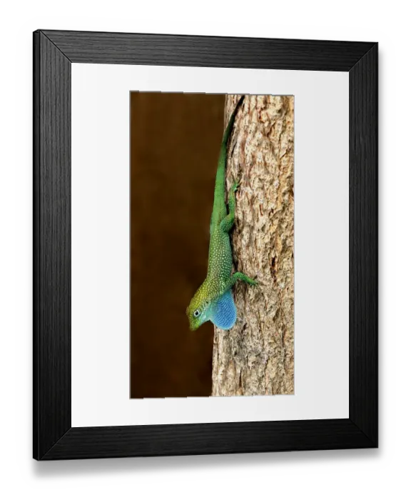 Framed Print : Grand Cayman Blue-throated Anole (Norops conspersus) adult male, displaying with extended dewlap Framed Print : Grand Cayman Blue-throated Anole (Norops conspersus) adult male, displaying with extended dewlap