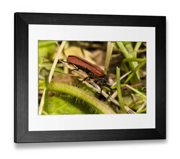Framed Print : Net-winged Beetle (Platycis minutus) adult, covered in parasitic mites, Brede High Woods, West Sussex, England Framed Print : Net-winged Beetle (Platycis minutus) adult, covered in parasitic mites, Brede High Woods, West Sussex, England