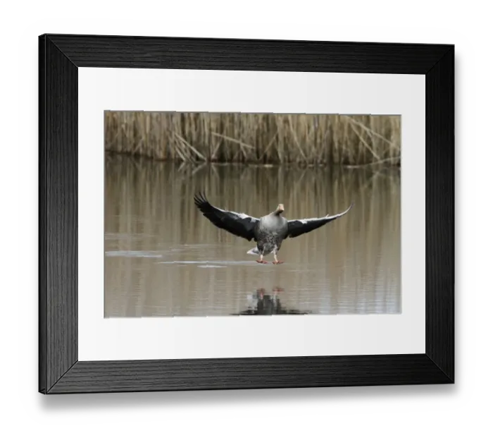 Framed Print : Greylag Goose coming into land - RSPB Minsmere, Suffolk Framed Print : Greylag Goose coming into land - RSPB Minsmere, Suffolk