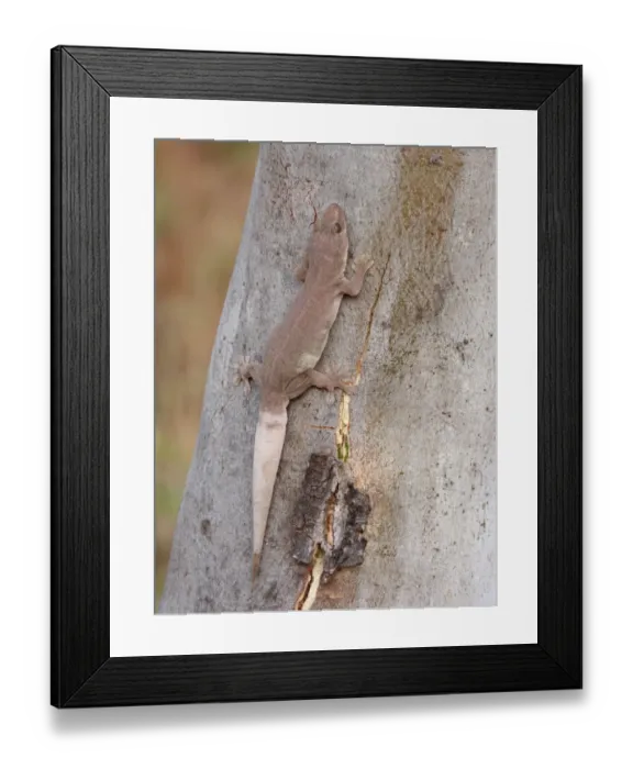 Framed Print : Common House Gecko (Hemidactylus frenatus) introduced species, adult, resting on eucalyptus tree trunk Framed Print : Common House Gecko (Hemidactylus frenatus) introduced species, adult, resting on eucalyptus tree trunk