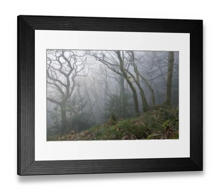 Framed Print : Sessile Oak (Quercus petraea) coppiced woodland habitat in mist at dawn, Yearnor Wood, near Culbone, Porlock, Exmoor Framed Print : Sessile Oak (Quercus petraea) coppiced woodland habitat in mist at dawn, Yearnor Wood, near Culbone, Porlock, Exmoor