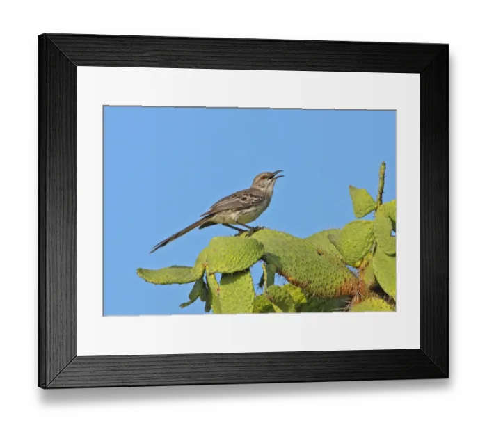 Framed Print : Bahama Mockingbird (Mimus gundlachii hillii) adult, perched on cactus, Hellshire Hills, Jamaica, april
