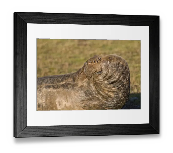 Framed Print : Grey Seal (Halichoerus grypus) adult, covering face with flipper, Donna Nook, Lincolnshire, England, december Framed Print : Grey Seal (Halichoerus grypus) adult, covering face with flipper, Donna Nook, Lincolnshire, England, december