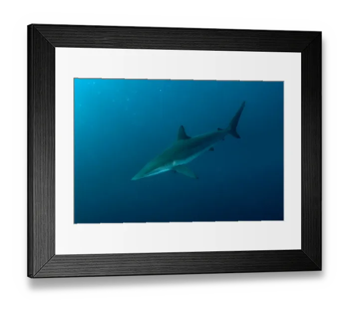 Framed Print : Blacktip Shark (Carcharhinus limbatus) adult, swimming in open water, offshore Port St Framed Print : Blacktip Shark (Carcharhinus limbatus) adult, swimming in open water, offshore Port St