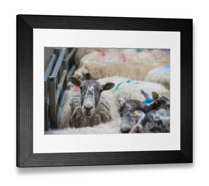 Framed Print : Domestic Sheep, cull ewes, flock in pen at livestock market, Brockholes Auction Mart, Preston, Lancashire, England Framed Print : Domestic Sheep, cull ewes, flock in pen at livestock market, Brockholes Auction Mart, Preston, Lancashire, England