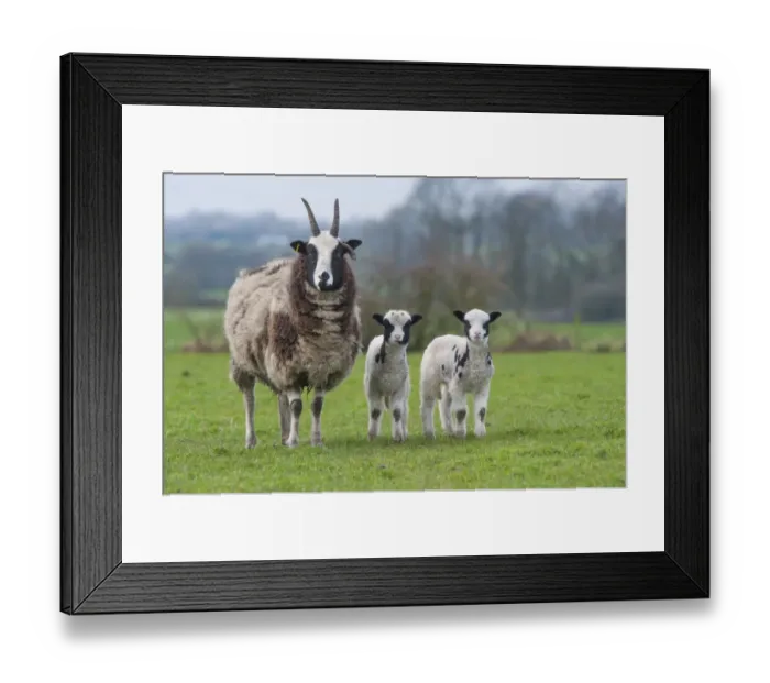 Framed Print : Domestic Sheep, Jacob Sheep, ewe with lambs, standing in pasture, Longridge, Lancashire, England, march Framed Print : Domestic Sheep, Jacob Sheep, ewe with lambs, standing in pasture, Longridge, Lancashire, England, march