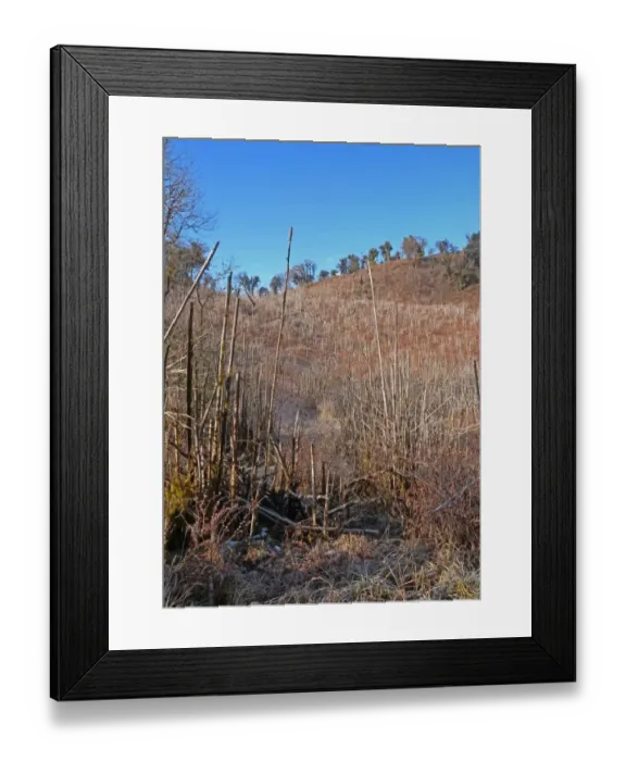 Framed Print : Bamboo (Bambuseae sp. ) large tract dead after post-flowering die-back, Eaglenest Wildlife Sanctuary, Arunachal Pradesh