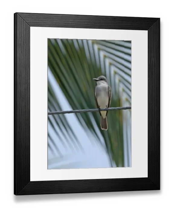 Framed Print : Grey Kingbird (Tyrannus dominicensis dominicensis) adult, perched on overhead powerline, Linstead, Jamaica, april Framed Print : Grey Kingbird (Tyrannus dominicensis dominicensis) adult, perched on overhead powerline, Linstead, Jamaica, april
