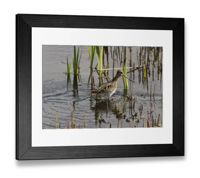 Framed Print : Common Snipe in marshland habitat at RSPB Minsmere, Suffolk Framed Print : Common Snipe in marshland habitat at RSPB Minsmere, Suffolk
