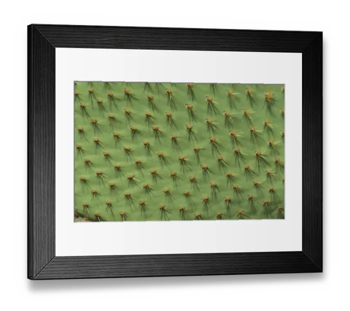 Framed Print : Cactus - Prickly Pear (Opuntia echios) Showing spiny pads - South Plaza, Galapagos Framed Print : Cactus - Prickly Pear (Opuntia echios) Showing spiny pads - South Plaza, Galapagos