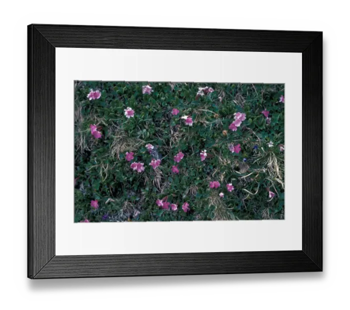 Framed Print : Entire Leaved Primrose Primula integrifolia Framed Print : Entire Leaved Primrose Primula integrifolia