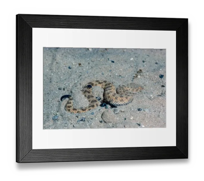 Framed Print : Sand Viper (Cerastes vipera) Embedding into sand Framed Print : Sand Viper (Cerastes vipera) Embedding into sand