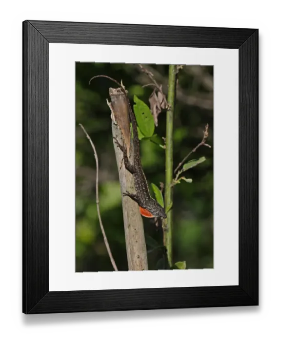 Framed Print : Jamaican Brown Anole (Anolis lineatopus) adult male, with partially extended dewlap, resting on stick, Linstead Framed Print : Jamaican Brown Anole (Anolis lineatopus) adult male, with partially extended dewlap, resting on stick, Linstead
