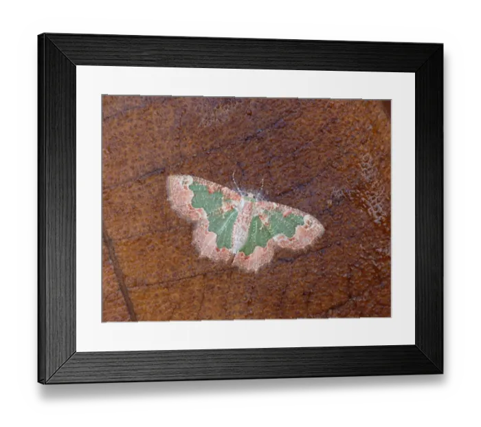 Framed Print : Looper Moth (Anisozyga aphrias) adult, resting on log, Western Australia, Australia Framed Print : Looper Moth (Anisozyga aphrias) adult, resting on log, Western Australia, Australia