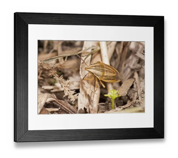 Framed Print : Bishops Mitre Bug (Aelia acuminata) adult, clambering over leaf litter, Crossness Nature Reserve, Bexley, Kent