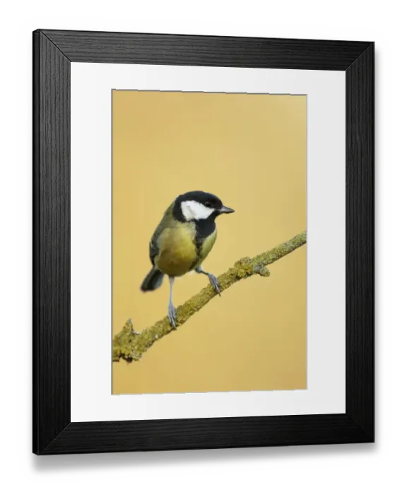 Framed Print : Great Tit (Parus major) adult, perched on lichen covered twig, Shropshire, England, december