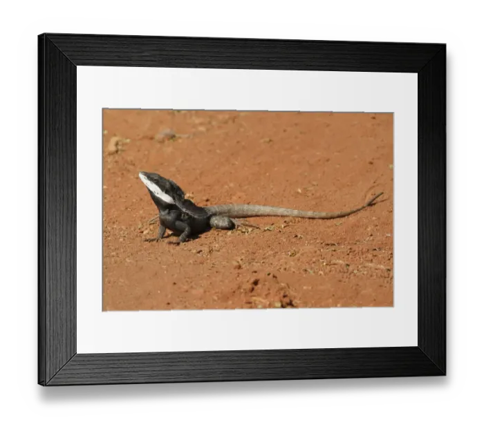 Framed Print : Gilberts Dragon (Lophognathus gilberti) adult, basking on bare ground in early morning sunshine, Western Australia Framed Print : Gilberts Dragon (Lophognathus gilberti) adult, basking on bare ground in early morning sunshine, Western Australia