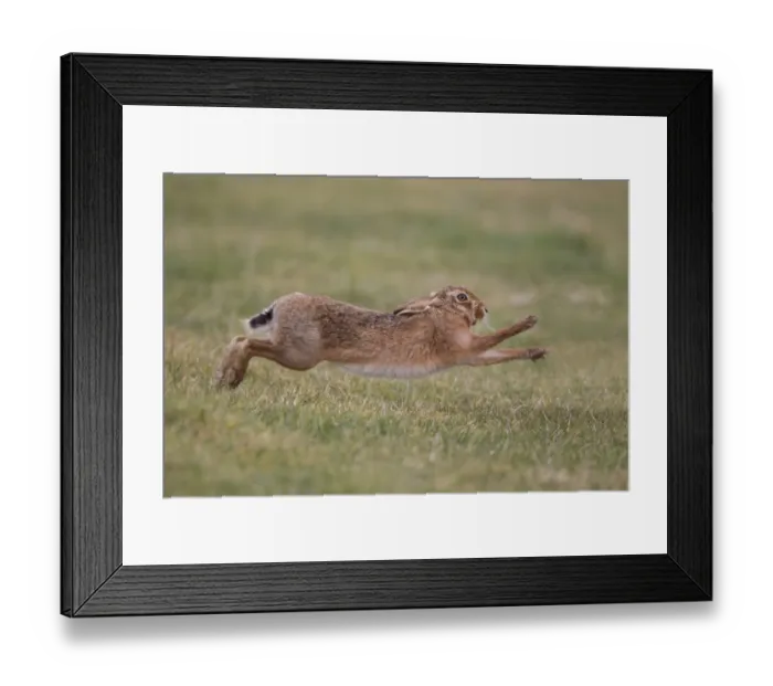 Framed Print : European Hare (Lepus europaeus) adult male, running to chase away rival male from female, Suffolk, England, february Framed Print : European Hare (Lepus europaeus) adult male, running to chase away rival male from female, Suffolk, England, february