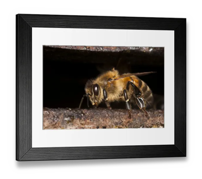 Framed Print : Western Honey Bee (Apis mellifera) guard worker, guarding nest entrance, nesting in Thames Water hydrant chamber Framed Print : Western Honey Bee (Apis mellifera) guard worker, guarding nest entrance, nesting in Thames Water hydrant chamber