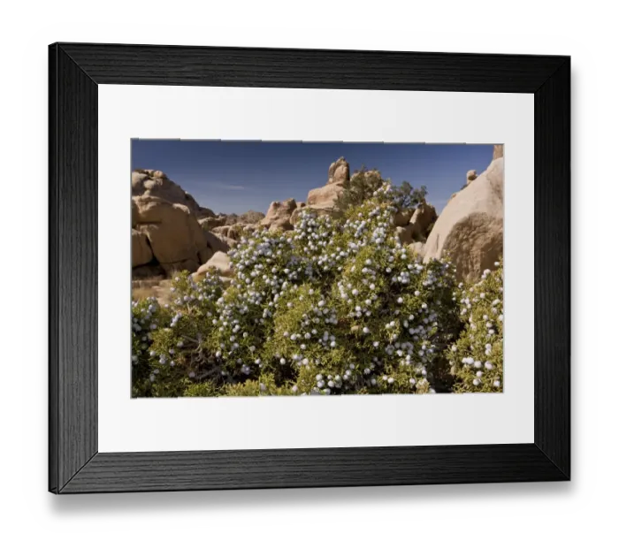 Framed Print : Californian Juniper (Juniperus californica) in fruit, growing in desert, Joshua Tree N. P Framed Print : Californian Juniper (Juniperus californica) in fruit, growing in desert, Joshua Tree N. P