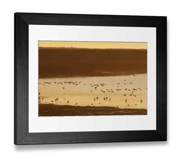 Framed Print : View of mixed wader flock feeding in estuary habitat at sunrise, The Swale, North Kent Marshes, Kent, England, november