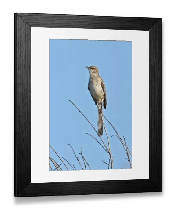 Framed Print : Bahama Mockingbird (Mimus gundlachii hillii) adult, perched on twig, Hellshire Hills, Jamaica, april Framed Print : Bahama Mockingbird (Mimus gundlachii hillii) adult, perched on twig, Hellshire Hills, Jamaica, april