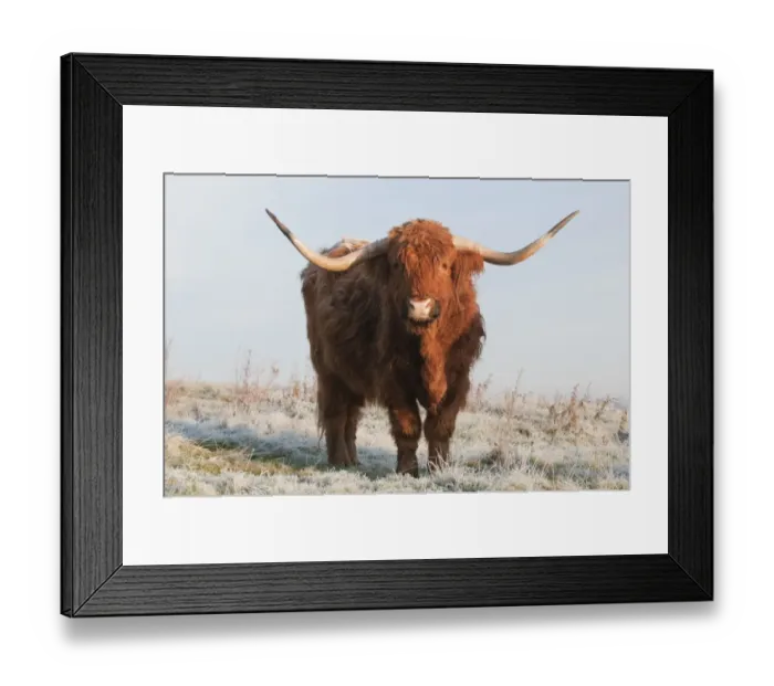 Framed Print : Domestic Cattle, Highland Cattle, cow, standing on frost covered grazing marsh at dawn, Oare Marshes Nature Reserve