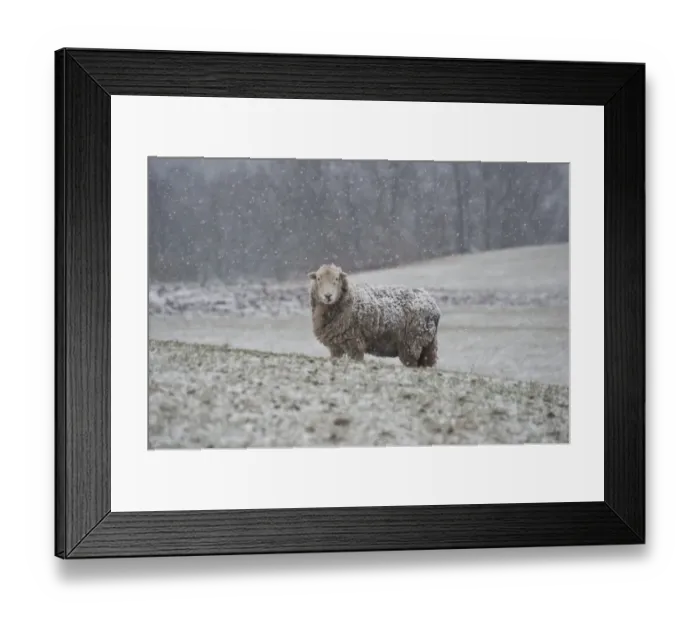 Framed Print : Domestic Sheep, Herdwick ewe, standing in snow covered pasture during snowfall, Endmoor, Kendal, Cumbria, England Framed Print : Domestic Sheep, Herdwick ewe, standing in snow covered pasture during snowfall, Endmoor, Kendal, Cumbria, England