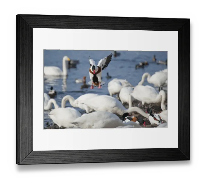 Framed Print : Common Shelduck (Tadorna tadorna) adult male, in flight, trying to land at feeding site dominated by Whooper Swan Framed Print : Common Shelduck (Tadorna tadorna) adult male, in flight, trying to land at feeding site dominated by Whooper Swan