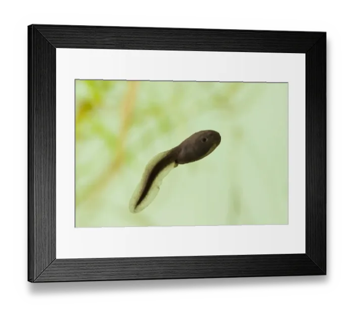 Framed Print : Common Toad (Bufo bufo) tadpole, swimming, Belvedere, Bexley, Kent, England Framed Print : Common Toad (Bufo bufo) tadpole, swimming, Belvedere, Bexley, Kent, England