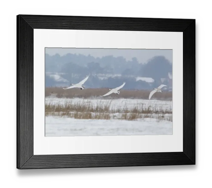 Framed Print : Mute Swan (Cygnus olor) two adults and juvenile, in flight over snow covered grazing marsh habitat, Suffolk, England