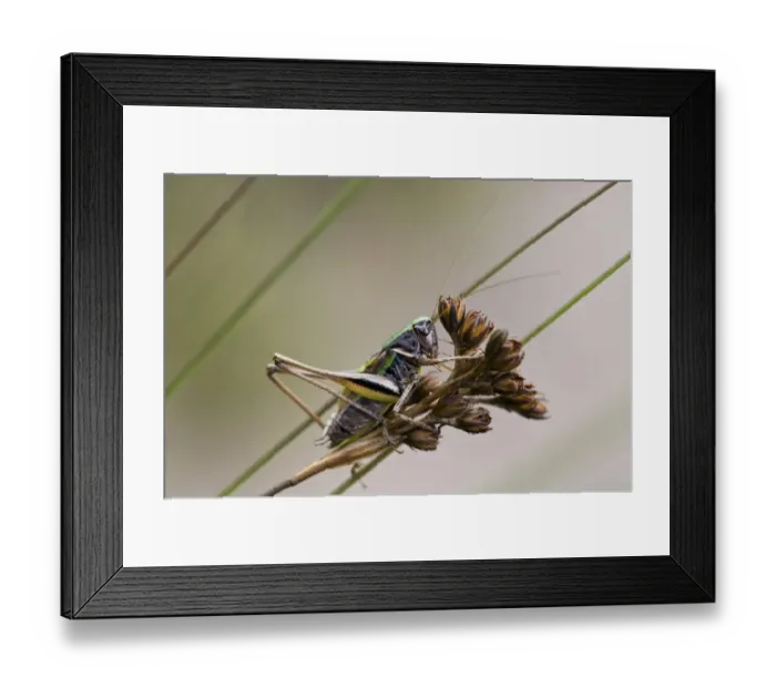 Framed Print : Bog Bush-cricket (Metrioptera brachyptera) adult male, resting on seedhead, Thursley Common National Nature Reserve Framed Print : Bog Bush-cricket (Metrioptera brachyptera) adult male, resting on seedhead, Thursley Common National Nature Reserve