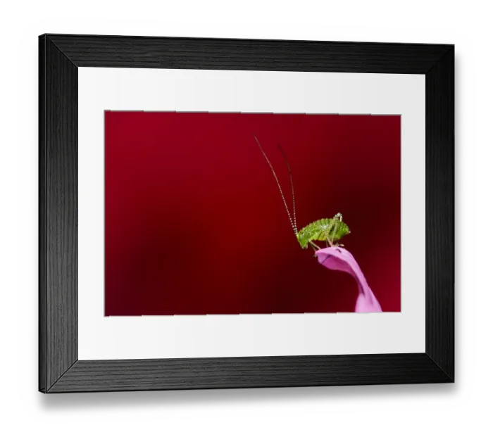 Framed Print : Speckled Bush-cricket (Leptophytes punctatissima) nymph, resting on geranium in garden, Belvedere, Bexley, Kent Framed Print : Speckled Bush-cricket (Leptophytes punctatissima) nymph, resting on geranium in garden, Belvedere, Bexley, Kent