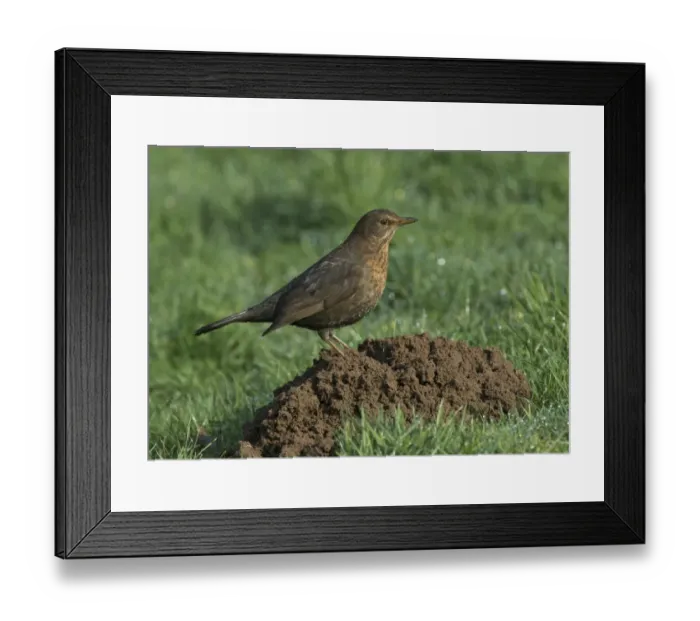 Framed Print : European Blackbird (Turdus merula) adult female, foraging on molehill, Mersehead RSPB Reserve, Dumfries and Galloway Framed Print : European Blackbird (Turdus merula) adult female, foraging on molehill, Mersehead RSPB Reserve, Dumfries and Galloway