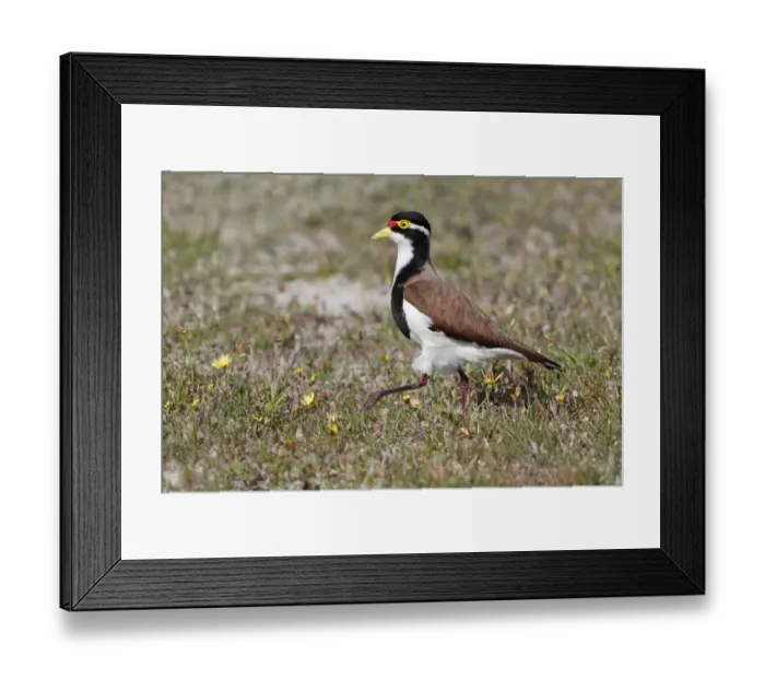 Framed Print : Banded Lapwing (Vanellus tricolor) adult female, approaching nestsite on sandy cricket pitch, Western Australia Framed Print : Banded Lapwing (Vanellus tricolor) adult female, approaching nestsite on sandy cricket pitch, Western Australia