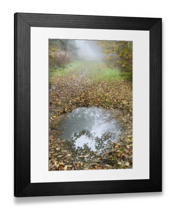 Framed Print : Puddle and fallen leaves on woodland path, Kent, England, november Framed Print : Puddle and fallen leaves on woodland path, Kent, England, november