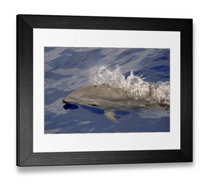 Framed Print : Frasers Dolphin (Lagenodelphis hosei) adult, spouting, surfacing from water, Maldives, march Framed Print : Frasers Dolphin (Lagenodelphis hosei) adult, spouting, surfacing from water, Maldives, march