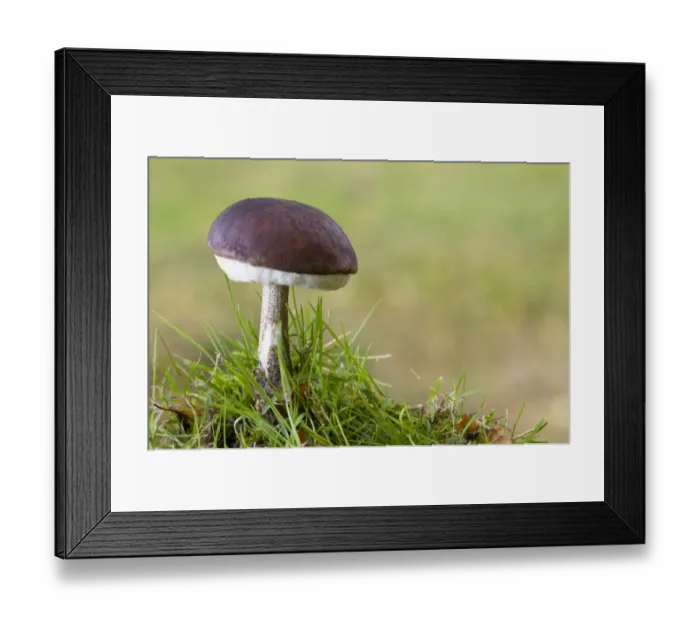 Framed Print : Brown Birch Bolete (Leccinum scabrum) fruiting body, growing in grass, Basingstoke, Hampshire, England, november Framed Print : Brown Birch Bolete (Leccinum scabrum) fruiting body, growing in grass, Basingstoke, Hampshire, England, november