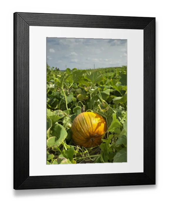 Framed Print : Yellow Pumpkin (Cucurbita sp. ) fruit, crop growing in field, Pennsylvania, U. S. A. september Framed Print : Yellow Pumpkin (Cucurbita sp. ) fruit, crop growing in field, Pennsylvania, U. S. A. september