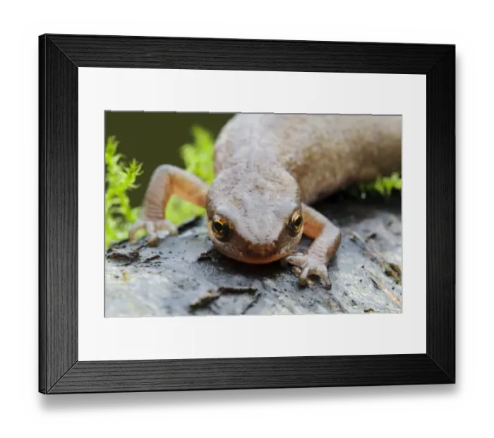 Framed Print : Palmate Newt (Triturus helveticus) adult female, close-up of head and forelegs, on log in garden, Belvedere, Bexley Framed Print : Palmate Newt (Triturus helveticus) adult female, close-up of head and forelegs, on log in garden, Belvedere, Bexley