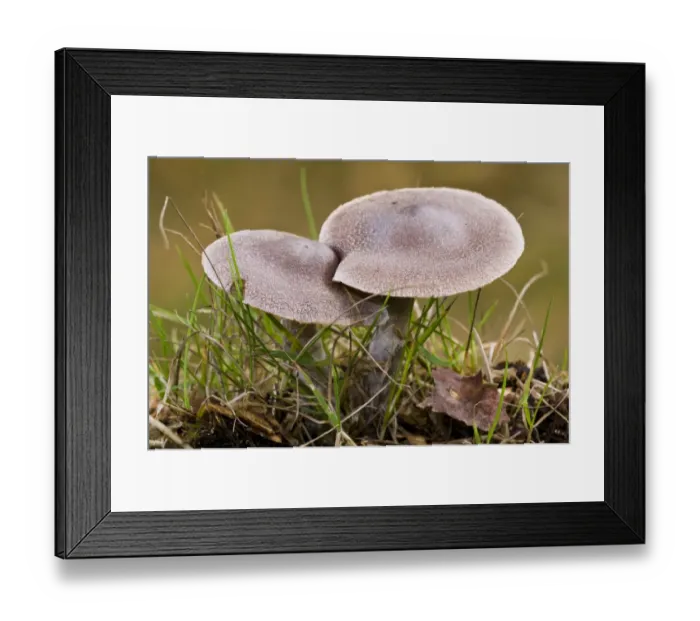 Framed Print : Frosty Webcap (Cortinarius hemitrichus) fruiting bodies, growing in grass, Basingstoke, Hampshire, England, november