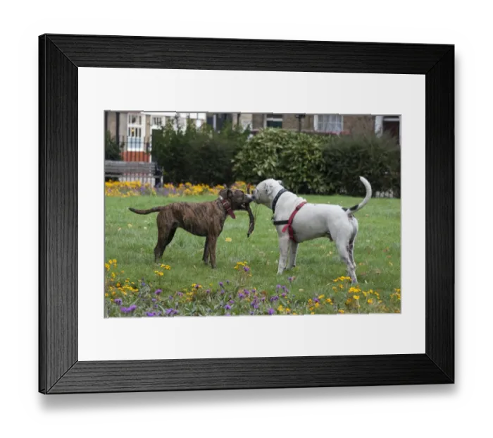 Framed Print : Domestic Dog, Old Tyme Bulldog and Staffordshire Bull Terrier cross, two adults, playing with stick Framed Print : Domestic Dog, Old Tyme Bulldog and Staffordshire Bull Terrier cross, two adults, playing with stick