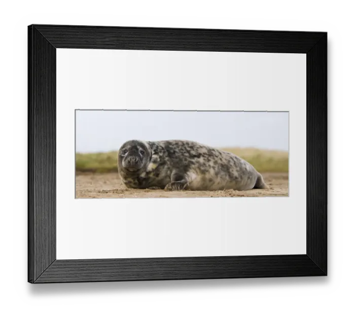 Framed Print : Grey Seal (Halichoerus grypus) juvenile, resting on beach, Donna Nook, Lincolnshire, England, november Framed Print : Grey Seal (Halichoerus grypus) juvenile, resting on beach, Donna Nook, Lincolnshire, England, november