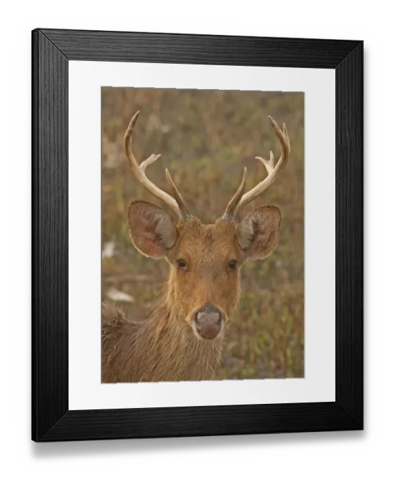 Framed Print : Swamp Deer (Rucervus duvaucelii duvaucelii) soft-ground form, immature male, close-up of head Framed Print : Swamp Deer (Rucervus duvaucelii duvaucelii) soft-ground form, immature male, close-up of head