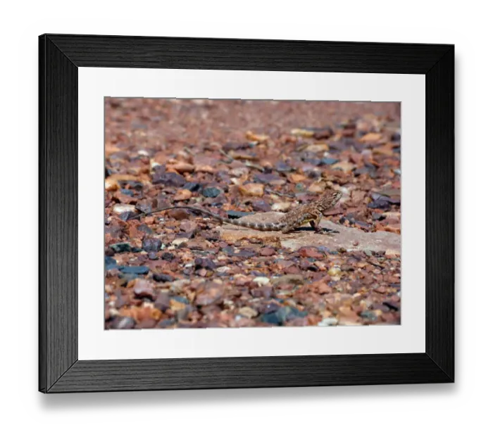 Framed Print : Pebble Dragon (Tympanocryptis cephalus) adult, standing on rock, with hind foot raised to keep cool, Western Australia Framed Print : Pebble Dragon (Tympanocryptis cephalus) adult, standing on rock, with hind foot raised to keep cool, Western Australia