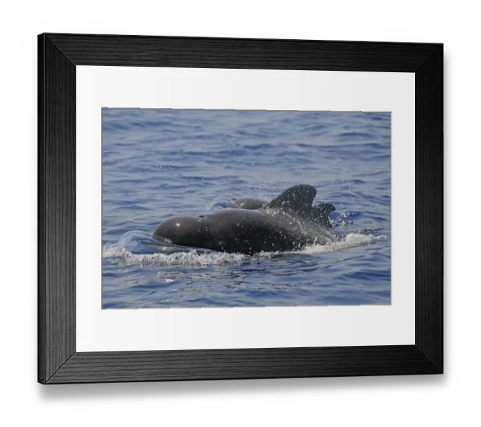 Framed Print : Short-finned Pilot Whale (Globicephala macrorhynchus) adult male and calf, surfacing from water, Maldives, march Framed Print : Short-finned Pilot Whale (Globicephala macrorhynchus) adult male and calf, surfacing from water, Maldives, march