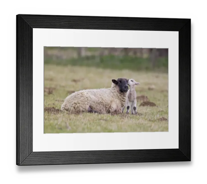 Framed Print : Domestic Sheep, Suffolk mule ewe with lamb, three-days old, interacting in pasture, Suffolk, England, february Framed Print : Domestic Sheep, Suffolk mule ewe with lamb, three-days old, interacting in pasture, Suffolk, England, february