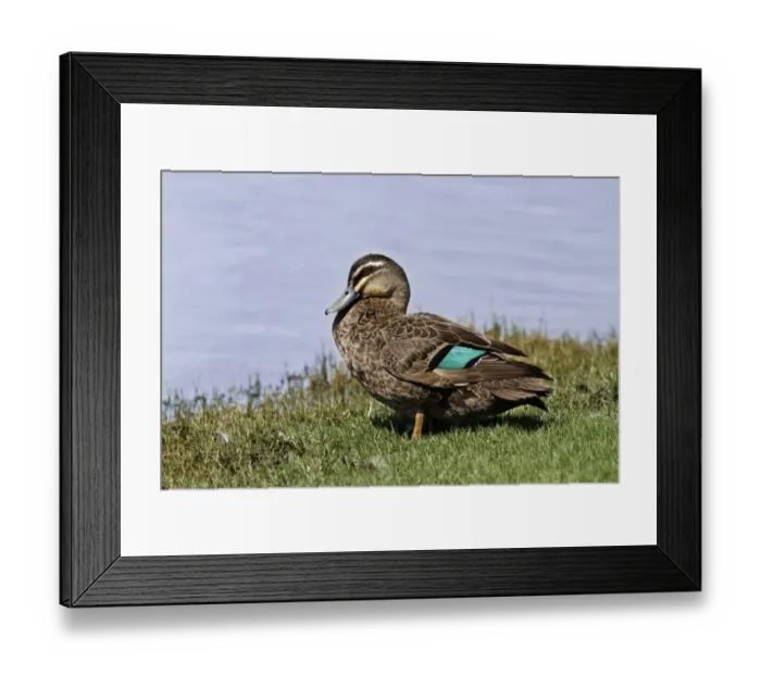 Framed Print : Pacific Black Duck (Anas superciliosa) adult male, standing at edge of lake in parkland, Perth, Western Australia Framed Print : Pacific Black Duck (Anas superciliosa) adult male, standing at edge of lake in parkland, Perth, Western Australia