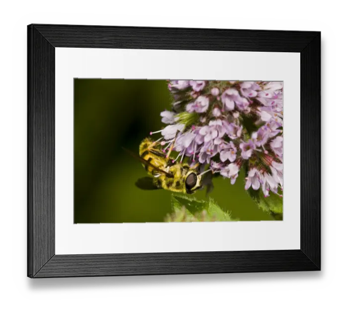 Framed Print : Hoverfly (Myathropa florea) adult, feeding on flowers, Sevenoaks Wildlife Reserve, Kent, England, august Framed Print : Hoverfly (Myathropa florea) adult, feeding on flowers, Sevenoaks Wildlife Reserve, Kent, England, august